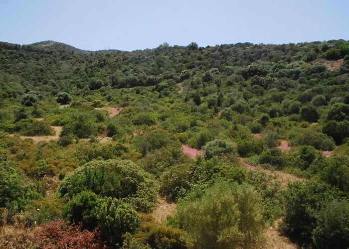 I Ginepri