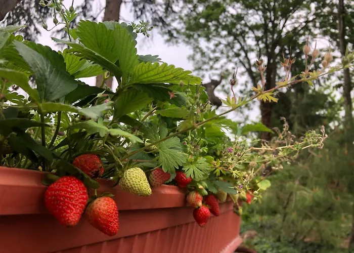 B&B Cascina Sagrestia