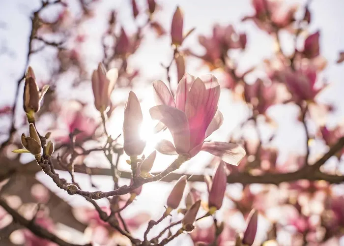 La Magnolia