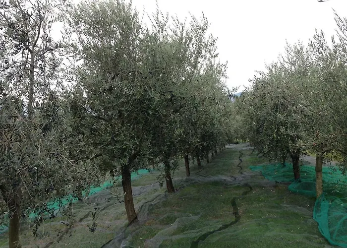 Agrialpi by Salfrutta