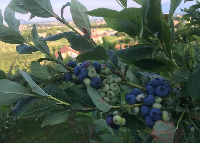 Agrialpi by Salfrutta