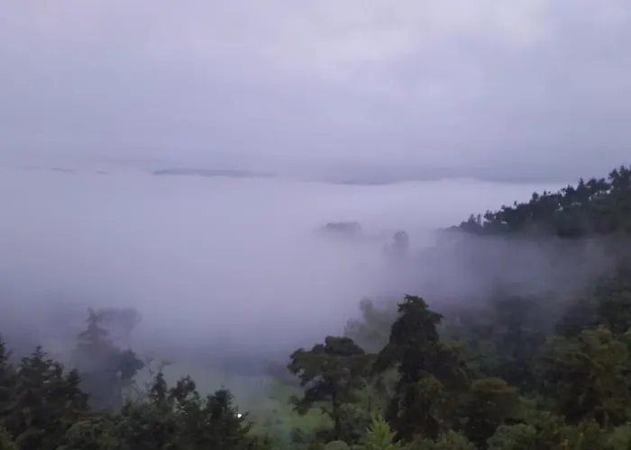 Bosque Macadamia