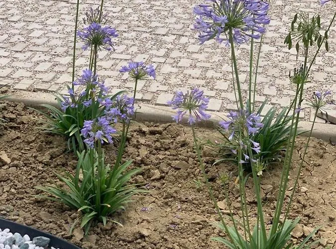 Pescara Bed & Breakfasts 