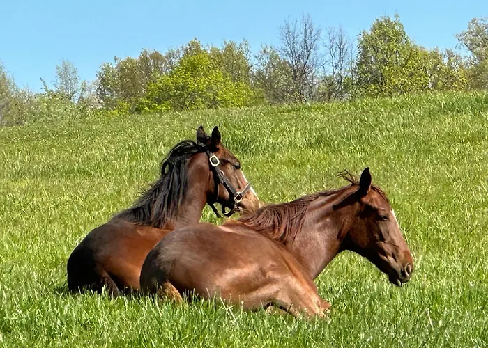 Pillow And Paddock B&B