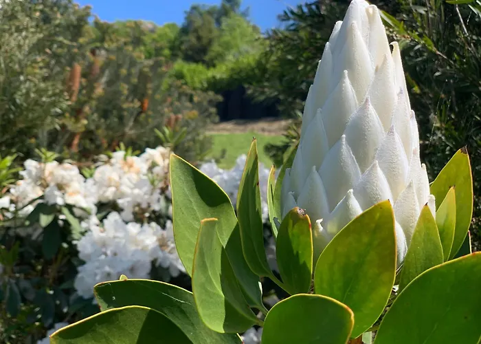 Wake Field Views