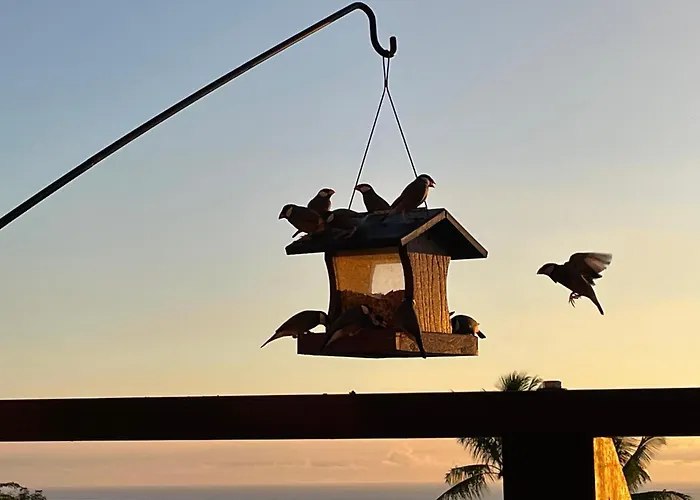 Hawaii Magic Skies B&B Farmstay