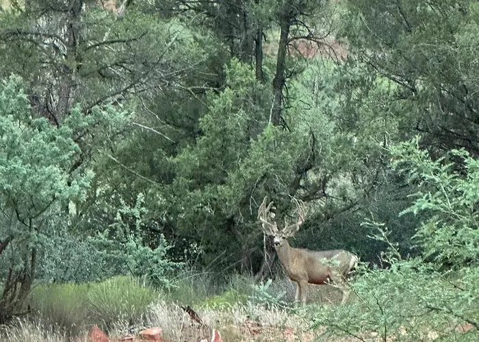 Pine Bed & Breakfasts 