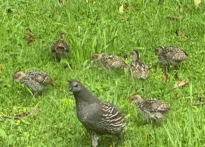 Quail Haven Queen Room