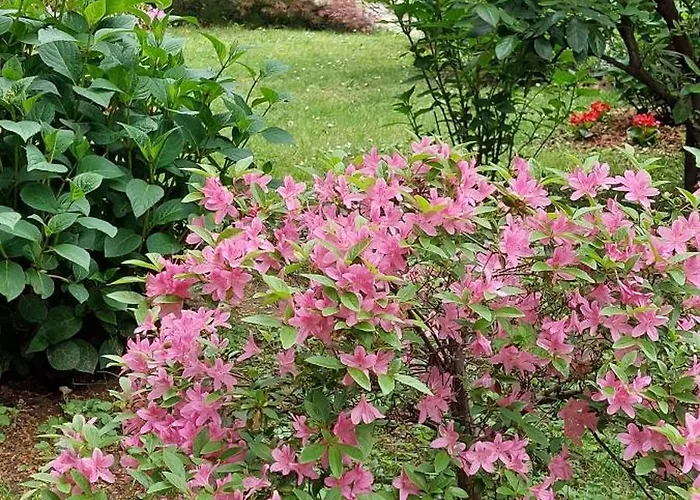 B&B Il Cortile Malpensa