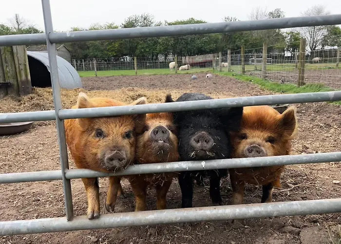 Willow Tree Farm