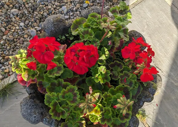 Rosegarth Bed And Breakfast