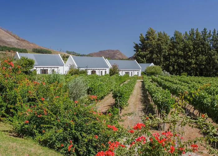 Chambray Estate - The Terraces In The Vines