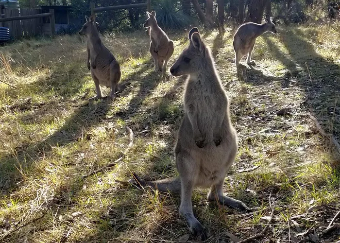 Macedon Ranges Glamping With Kangaroos - Studio