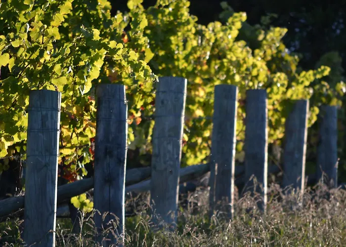 Pine Hill Lodge In Vineyard